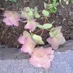 Origanum rotundifolium Habit