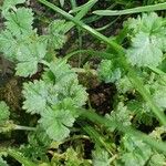 Alchemilla australis Blad