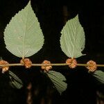 Melochia nodiflora Fruit