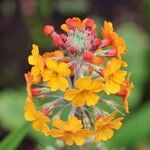 Primula bulleyana Flor