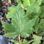 Ribes magellanicum Hoja
