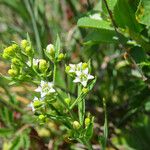 Thesium linophyllon Fleur