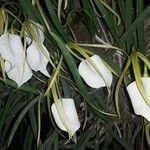 Brassavola acaulis Λουλούδι