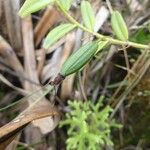Angraecum mauritianum 果実