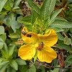 Ludwigia peruviana Flower