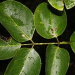 Bursera grandifolia পাতা