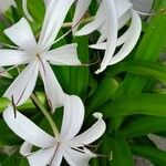 Crinum americanum Flor