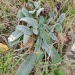 Stachys germanica Blad