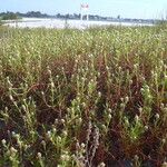 Gomphrena vermicularis Habit