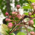 Pistacia chinensis Fruto