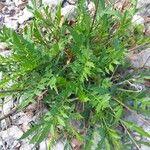 Cephalaria leucantha List