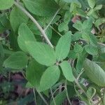 Tropaeolum pentaphyllum Hoja