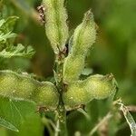 Lupinus luteus Frucht