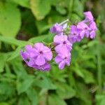 Phlox carolina Flower