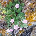 Erodium corsicum Çiçek