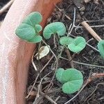 Dichondra micrantha葉