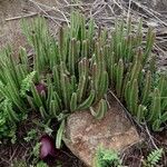 Stapelia hirsuta Habitatea