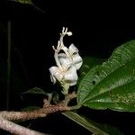 Quararibea bracteolosa Otro