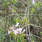 Bignonia callistegioides Alkat (teljes növény)