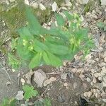 Euphorbia hyssopifolia Folio