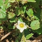 Sida alba Flower