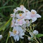 Deutzia crenata Blüte