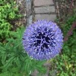 Echinops bannaticusFlors