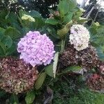 Hydrangea macrophyllaКвітка