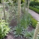 Echium boissieri Habit