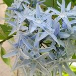 Amsonia tabernaemontana Цветок