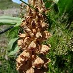 Orobanche rapum-genistae Flor