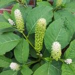 Phytolacca acinosa花