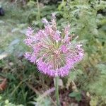 Allium hollandicum Blomst