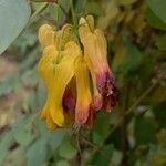 Dactylicapnos scandens Flower