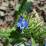 Anchusa arvensis Bloem