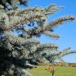 Picea pungens Blad