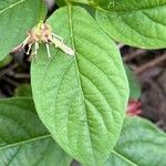 Lonicera alpigena Φύλλο