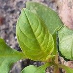 Lipandra polysperma Fuelha