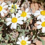 Melampodium leucanthum Flor