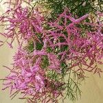 Tamarix ramosissima 花