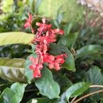 Clerodendrum splendens Flower