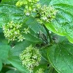 Smilax tamnoides Flower