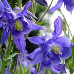 Aquilegia vulgaris Flower