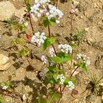 Fagopyrum esculentum Flower