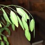 Chasmanthium latifolium Плод