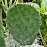 Opuntia maxima Leaf