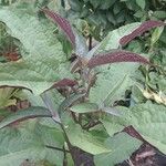 Clerodendrum quadriloculare Hoja