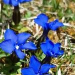 Gentiana sierrae Flower