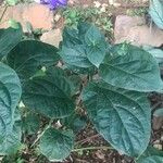 Thunbergia battiscombei Leaf