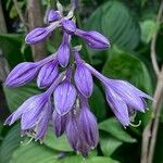 Hosta ventricosa Blüte